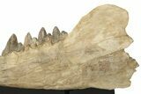 Fossil Primitive Whale (Pappocetus) Jaw - Morocco #227169-7